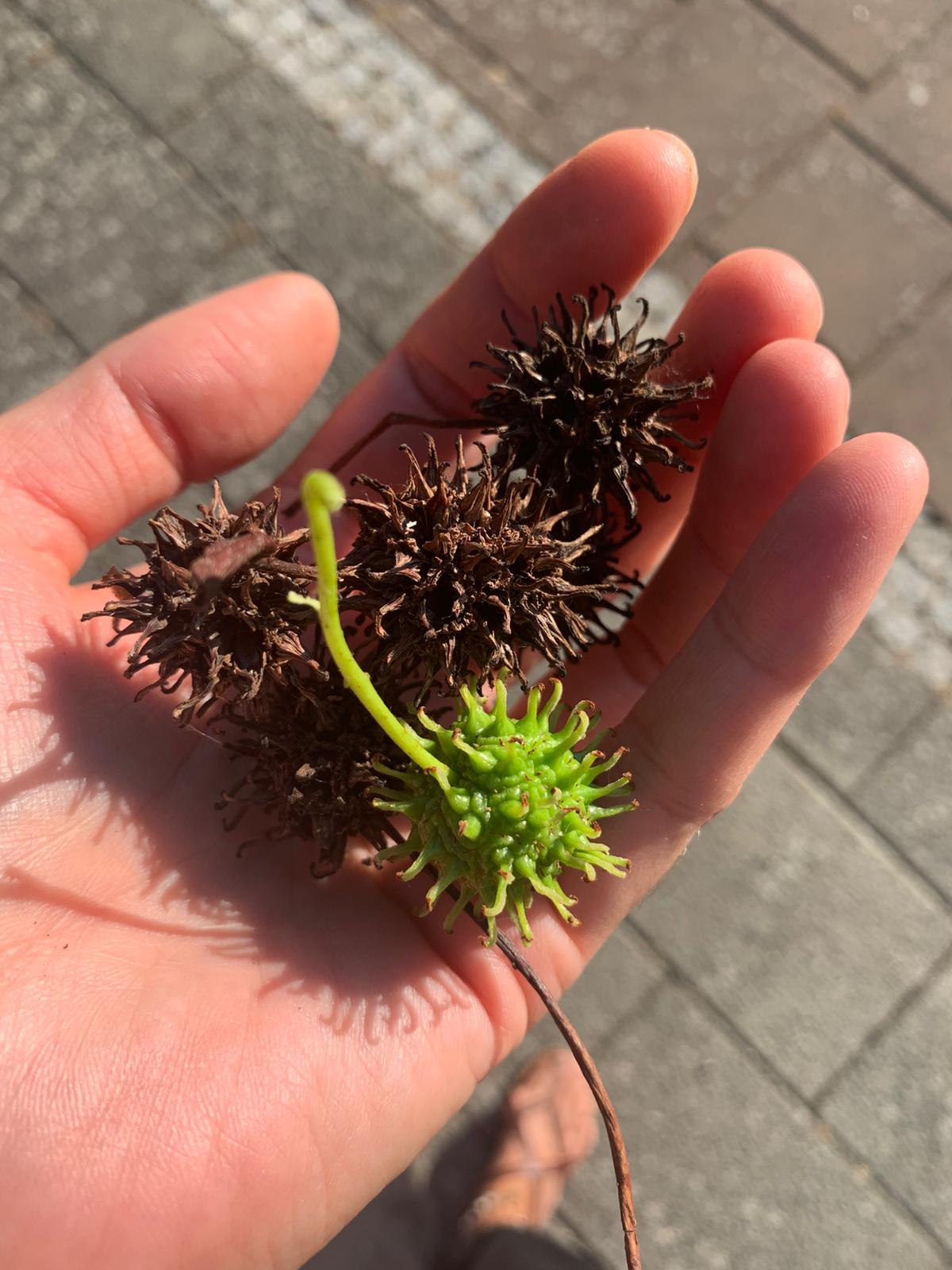 Ambrovník styraxový detail plody