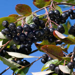 aronia hugin aronia melanocarpa plody