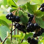 Arónia Nero