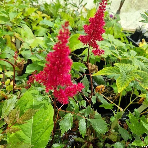 Astilba Arendsova Fanal