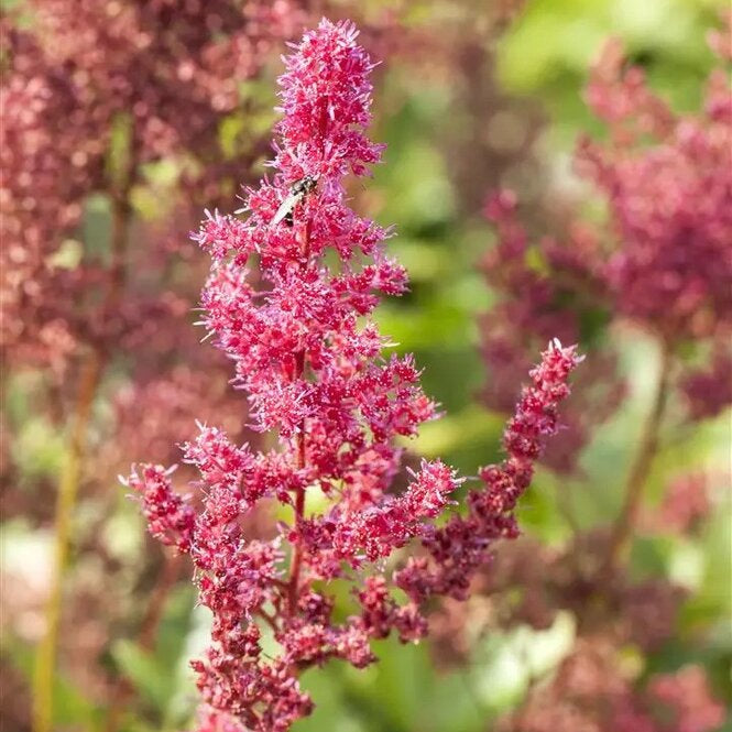 Astilba japonská Bremen