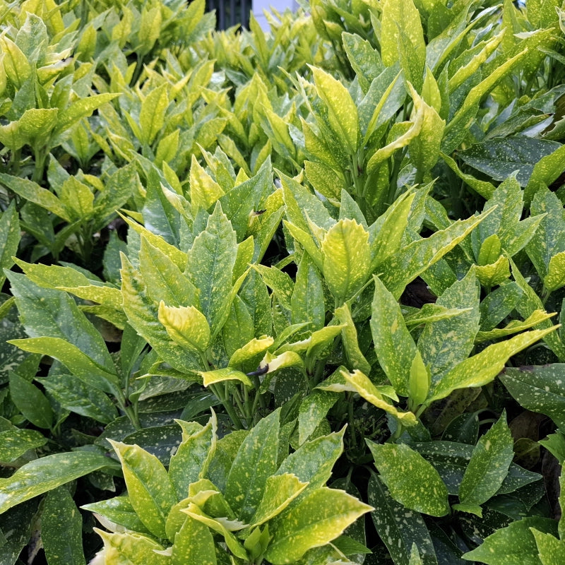 Aukuba japonská Variegata