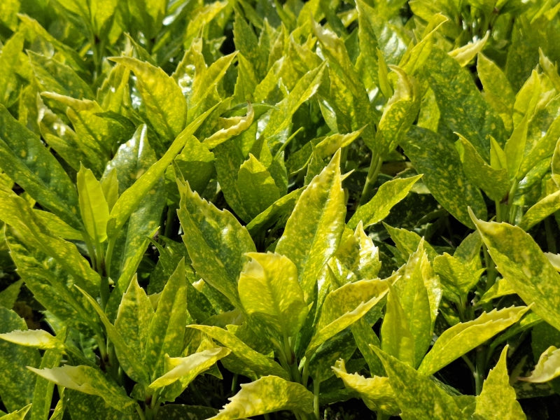 Aukuba japonská Variegata