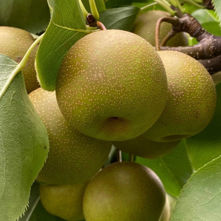 ázijská hruška niitaka japonská odroda veľké plody Kód produktu:

OSAHNII