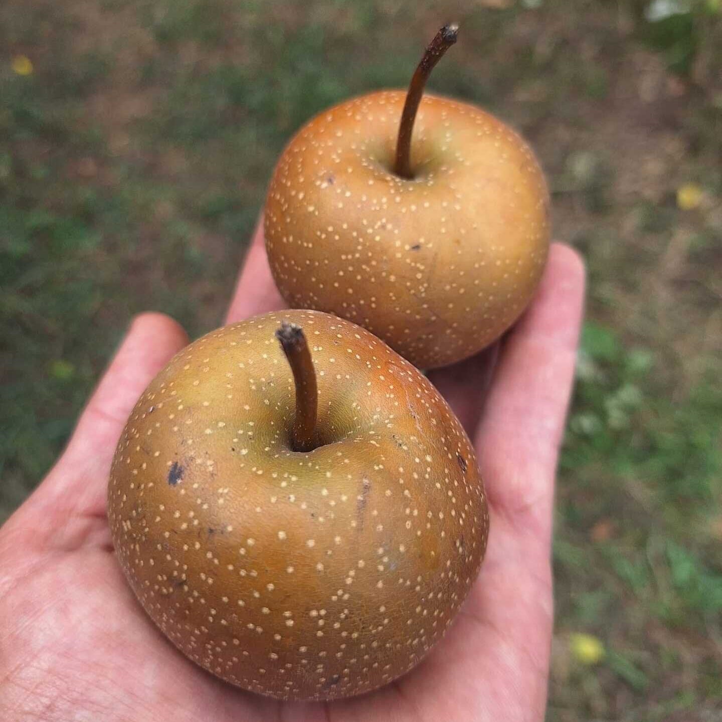 Ázijská hruška Chojuro