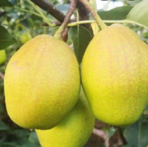 ázijská hruška hong li súdkovité plody		
OSAHHONG