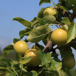 Ázijská hruška Shinseiki detail plodov photo by Sage Ross