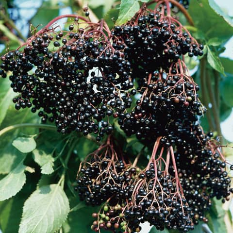 baza haschberg sambucus nigra veľké plody