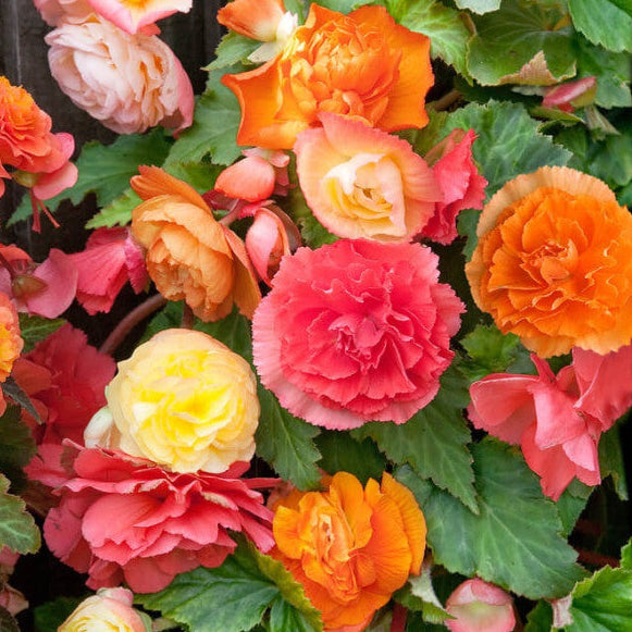 Begónia - mix odrôd Cascade Odorosa Fragrant po 3 ks hľúz