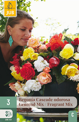 Begónia - mix odrôd Cascade Odorosa Fragrant po 3 ks hľúz