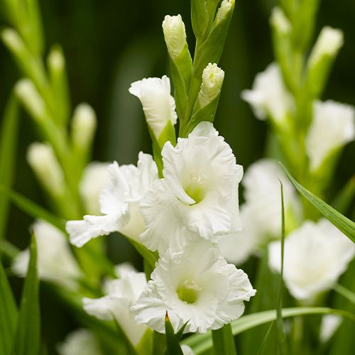 BIO Mečík (Gladiola) Essential po 5 ks hľúz