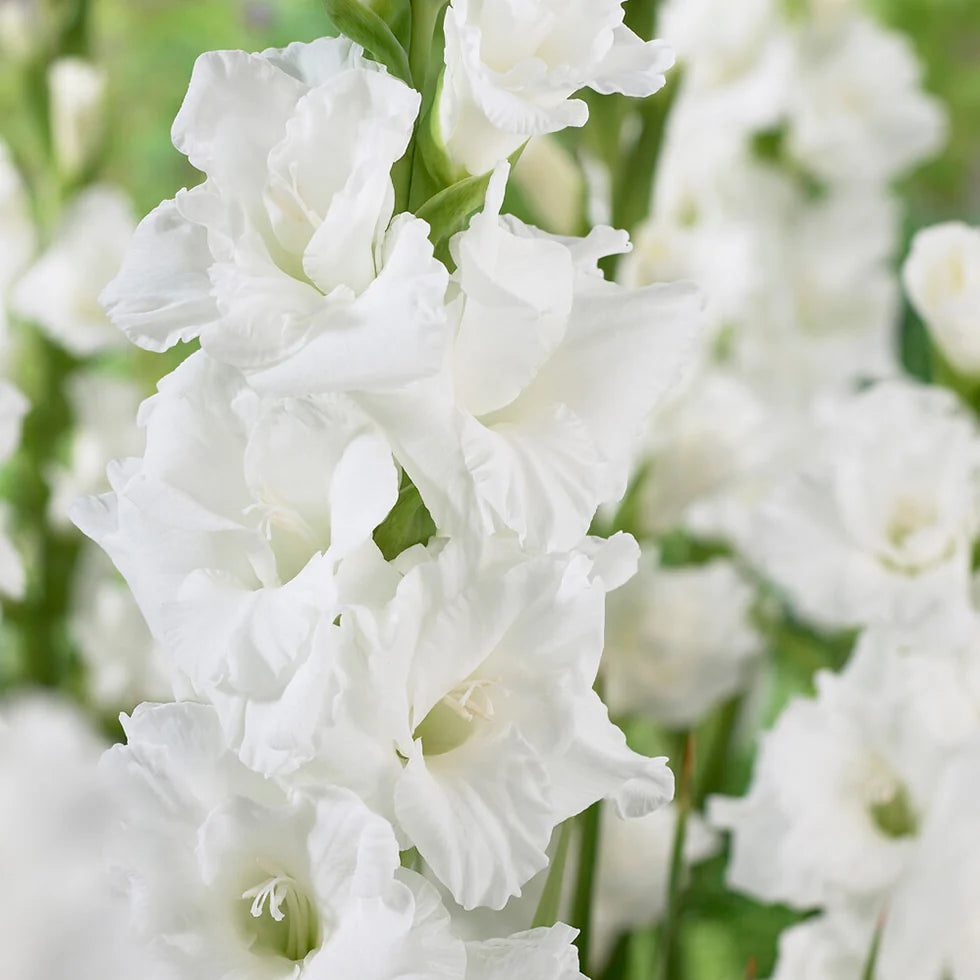 BIO Mečík (Gladiola) Essential po 5 ks hľúz