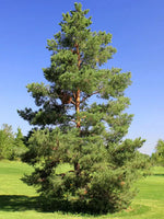 borovica lesná pinus sylvestris strom