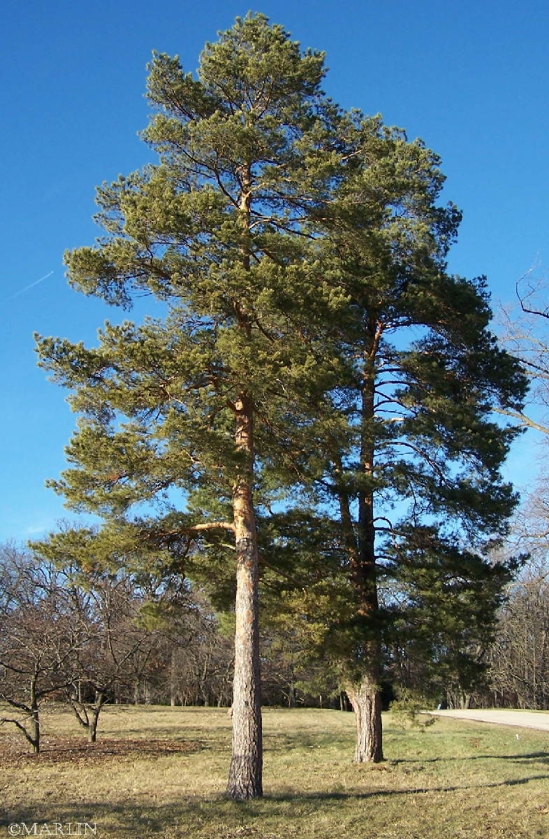 borovica lesná pinus sylvestris strom