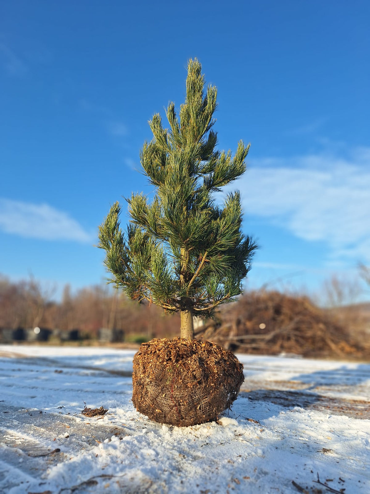 borovica limbová 		
IBORLIMB Pinus cembra