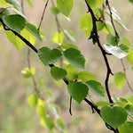 Breza biela detail listy