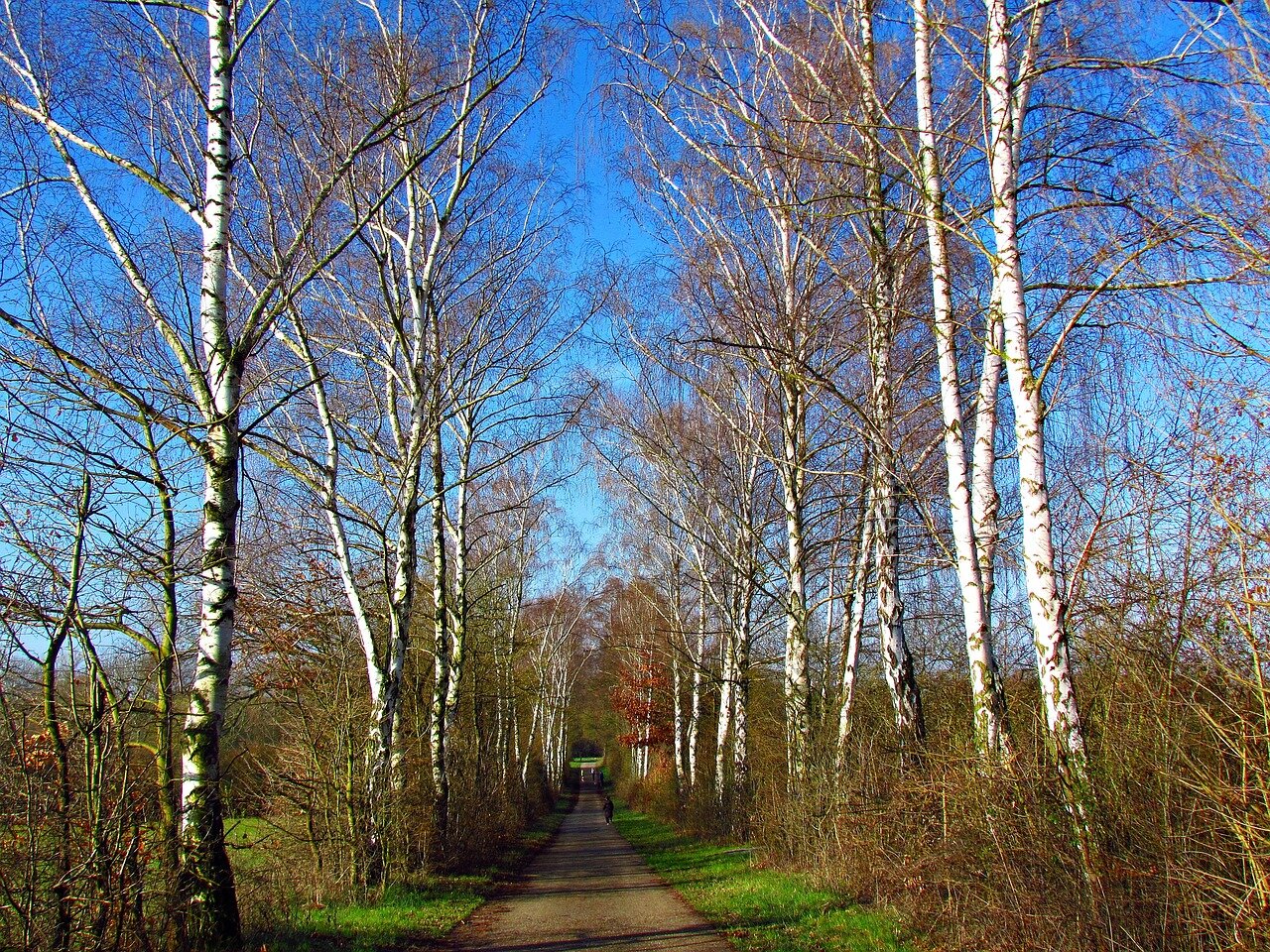 breza previsnutá betula pendula strom  alej