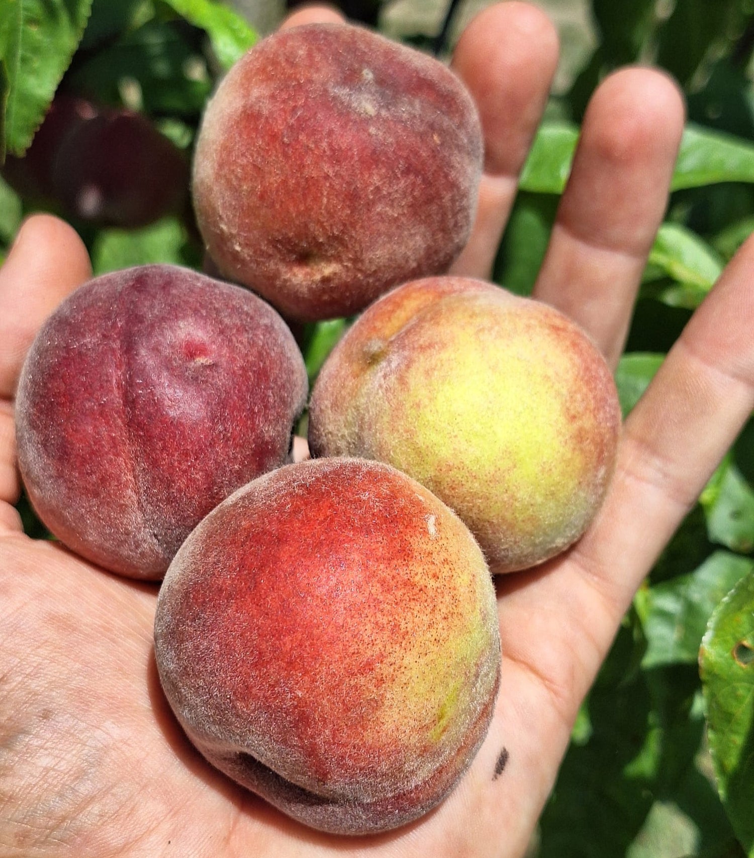 broskyna prunus persica Amsdenova plody v dlani
