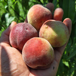 broskyna prunus persica Amsdenova plody v dlani