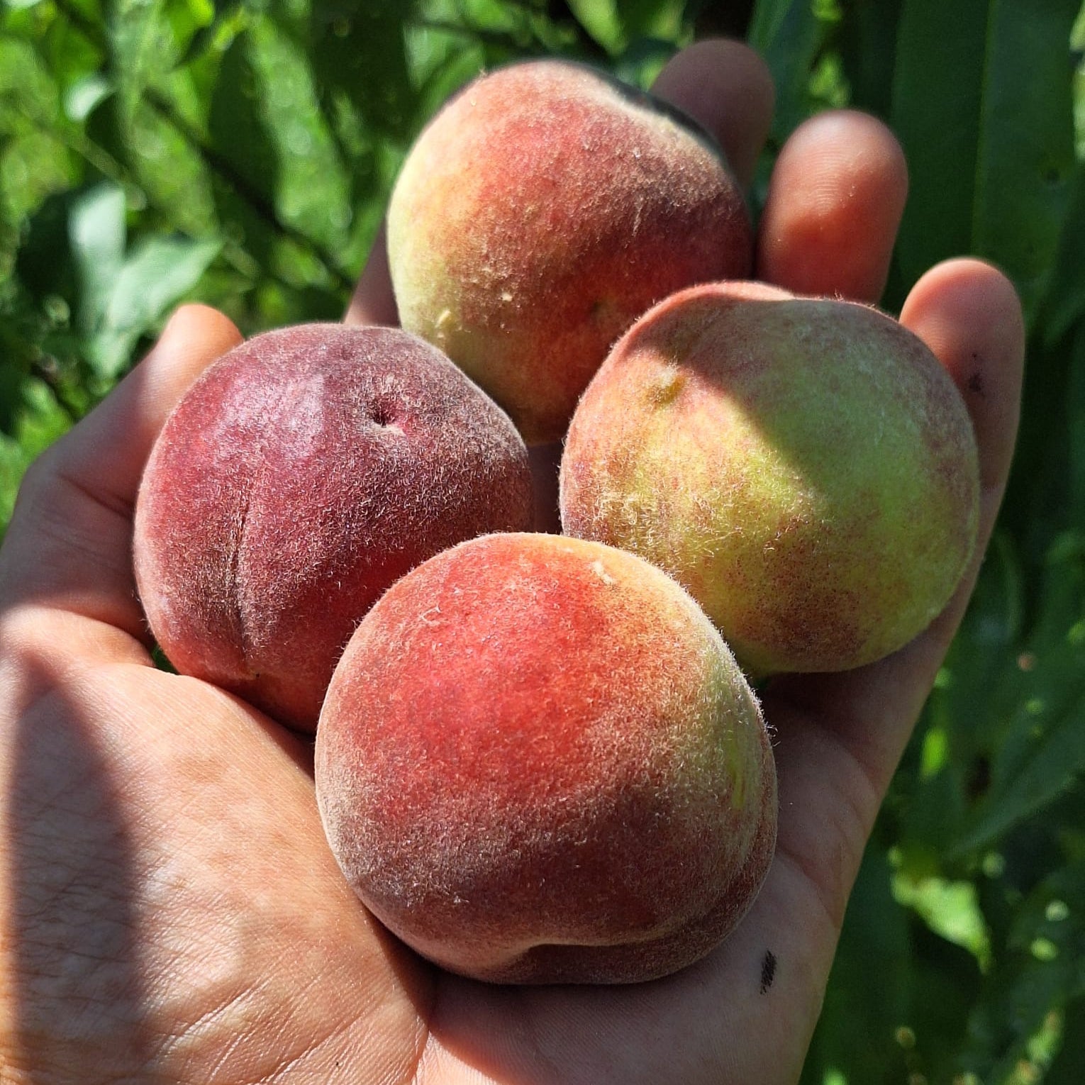 broskyna prunus persica Amsdenova plody v dlani