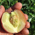 broskyna prunus persica Amsdenova rozpolený plod