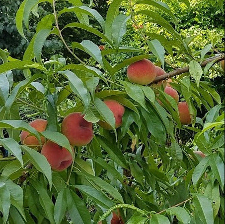 broskyna prunus persica Benedicte plody na strome