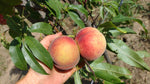 broskyna prunus persica Benedicte plody na strome