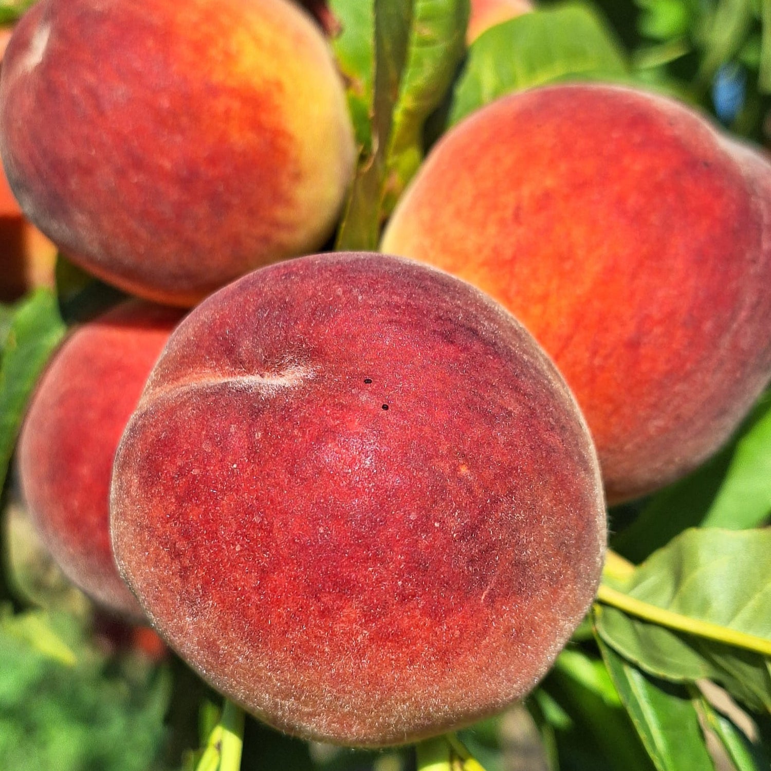 broskyna prunus persica Fénix plody žíhané
