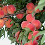 broskyňa prunus persica Flamingo plody na strome