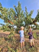 broskyňa prunus persica Flamingo  strom s plodmi