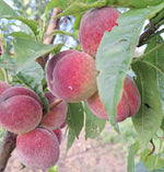 prunus persica broskyňa  Primissima delbard plody na strome červenožlté chlpaté