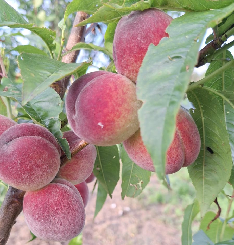 prunus persica broskyňa  Primissima delbard plody na strome červenožlté chlpaté