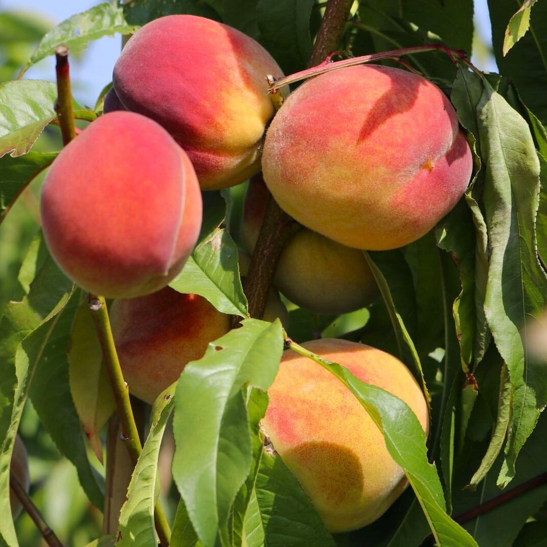 prunus persica broskyňa Redhaven  plody