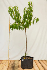 Broskyňa Albatros strom airpot arbotaška