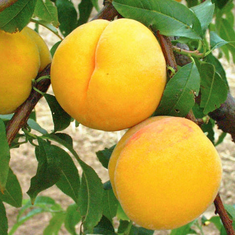 Broskyňa Catherina® detail plody