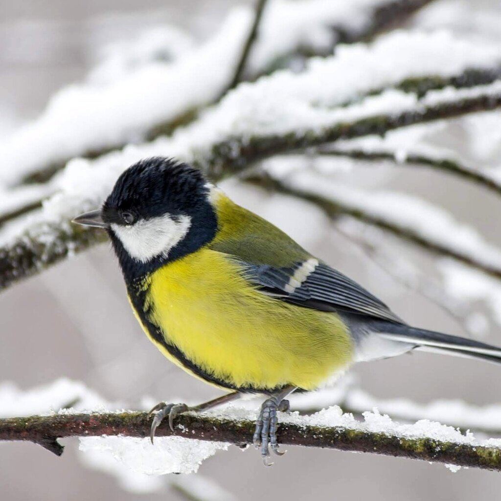 Drevená búdka pre sýkorky a vrabce – prírodné prevedenie bez náteru.
OPBDBUDSYK