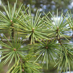 céder libanonský strom ihličnatý strom ihličnan detail 