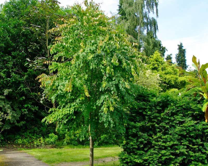 Cercidovník japonský strom listnatý strom