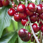 čerešňa Burlat prunus avium červené plody