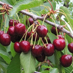 čerešňa Kaštánka plody