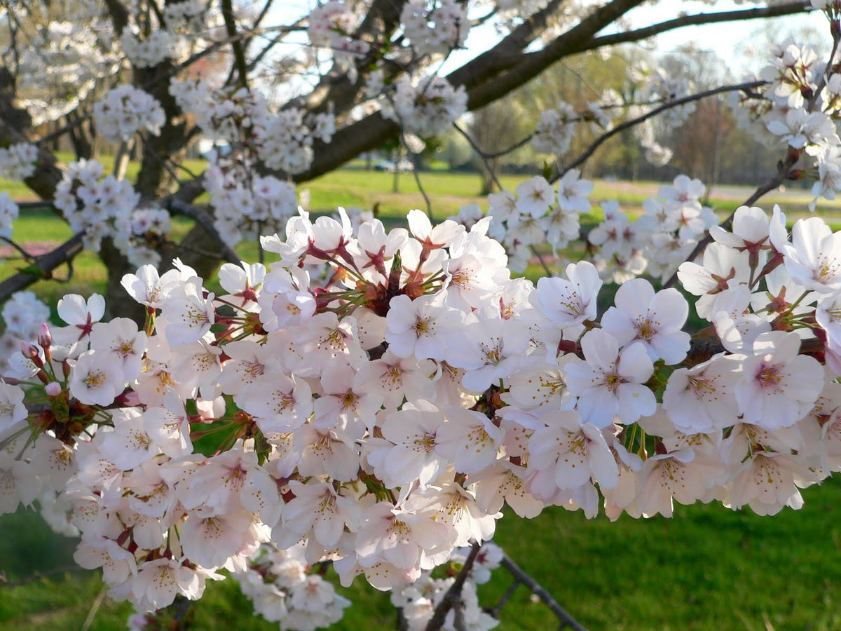 čerešňa Regina prunus avium biele kvety