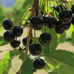 Čerešňa Veľká čierna chrupka plody detail