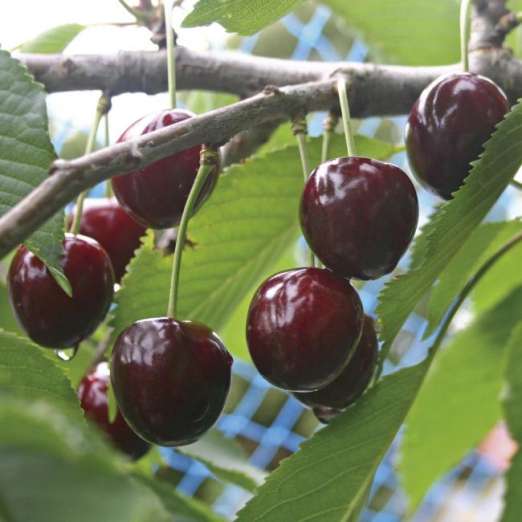 Čerešňa Veľká čierna chrupka plody detail 