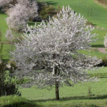 čerešňa vtáčia Prunus avium strom biele kvety