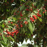 čerešňa vtáčia vtáčnica prunus avium plody