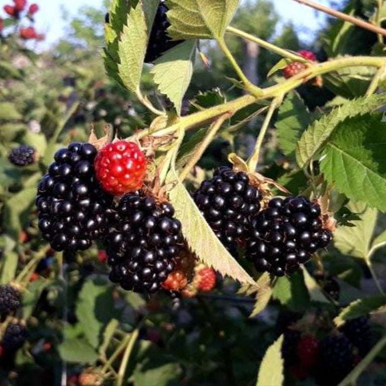 černica Relevant plody Rubus fruticosus