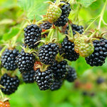 černica black satin plody Rubus fruticosus