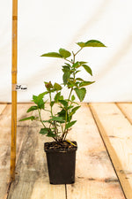 černica Black Satin rubus fruticosus
OKCBLASK kontajner 