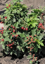 černica dima rubus fruticosus plody