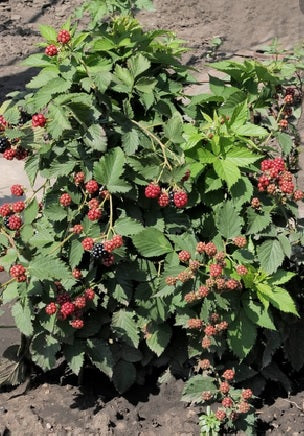 černica dima rubus fruticosus plody